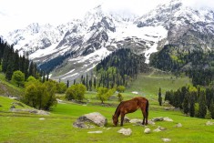 KASHMIR