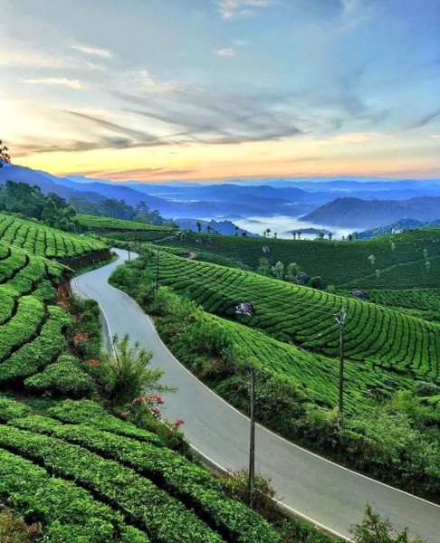 THE TEA TRAIL DIARIES (TM/11/K)